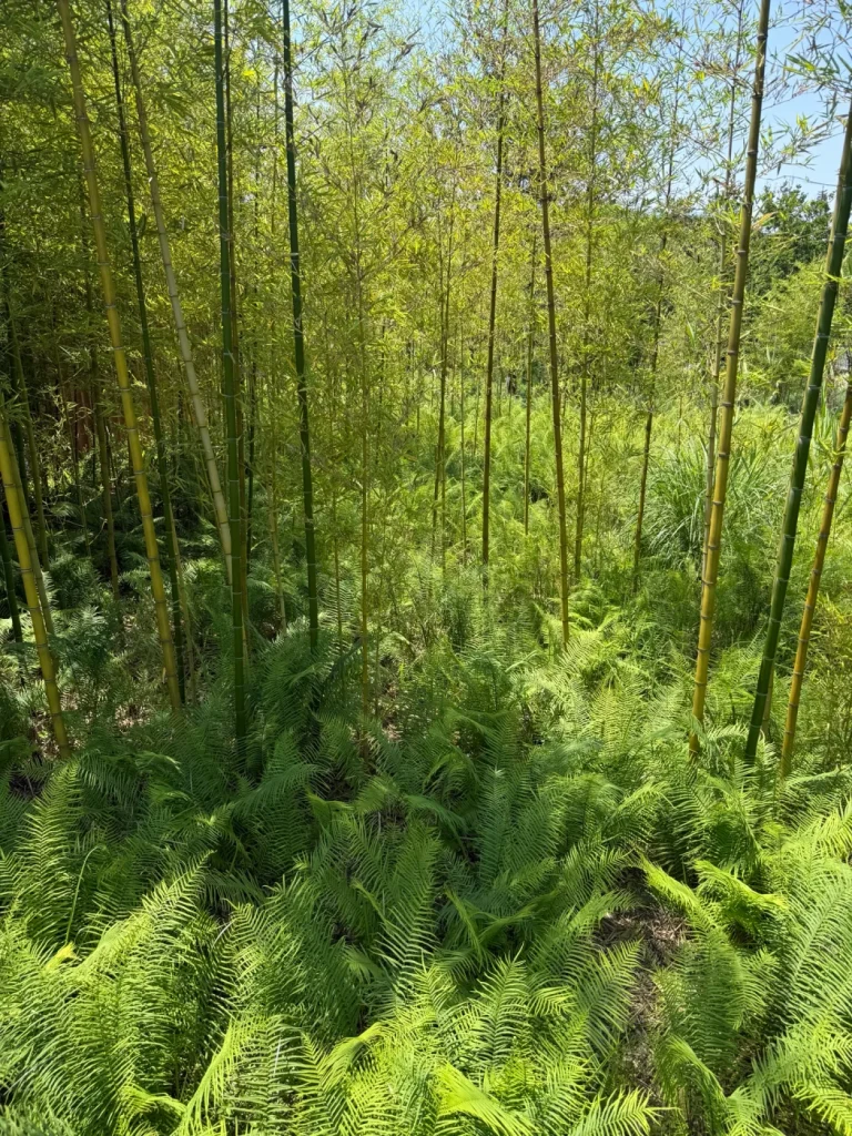 Tiges de bambou vues de dessous dans une forêt dense