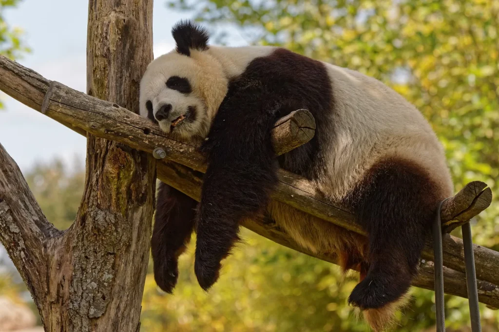 Panda géant marchant dans son enclos au ZooParc de Beauval