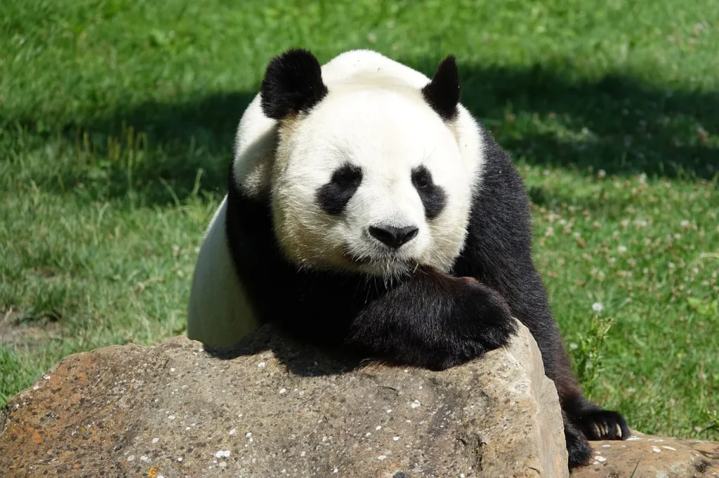 Panda géant de dos et de profil, montrant sa courte queue blanche
