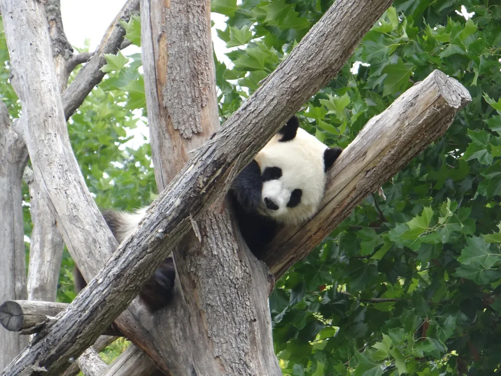 Panda géant marchant à quatre pattes sur l'herbe