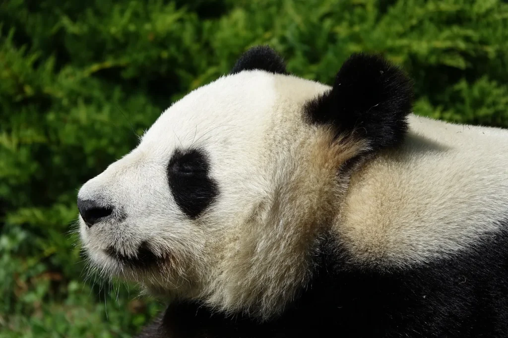 Portrait de la tête d'un panda géant, oreilles et contour des yeux noirs