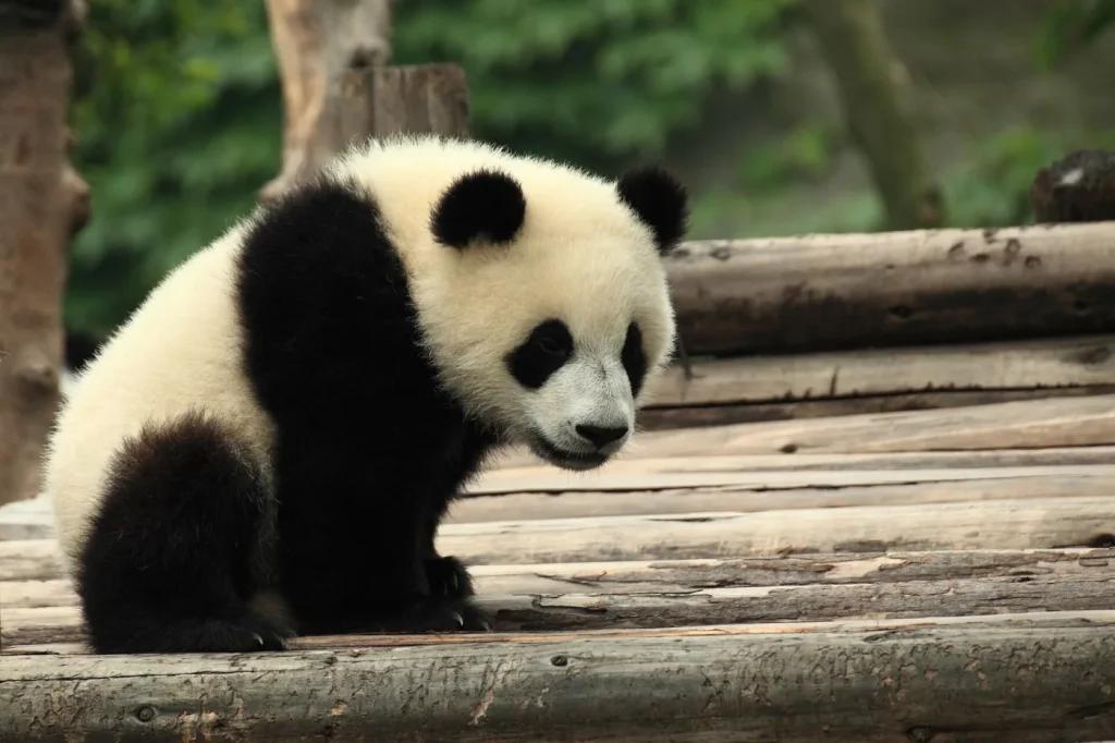Panda géant dans un arbre à la base de recherche de Chengdu