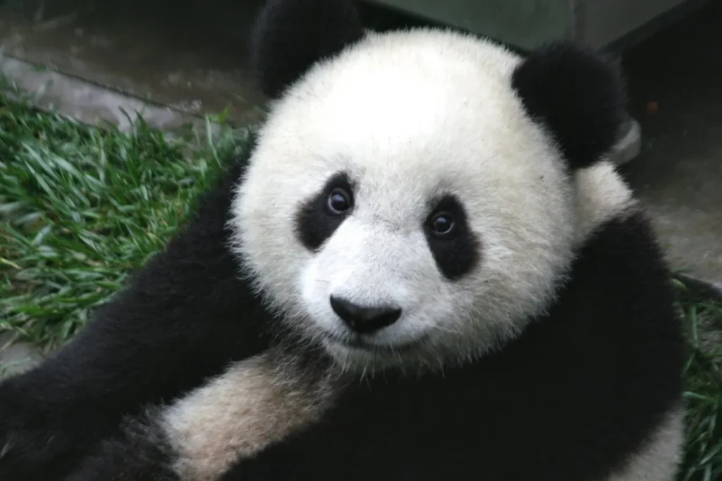 Bébé panda de sept mois en gros plan, réserve naturelle de Wolong, Sichuan