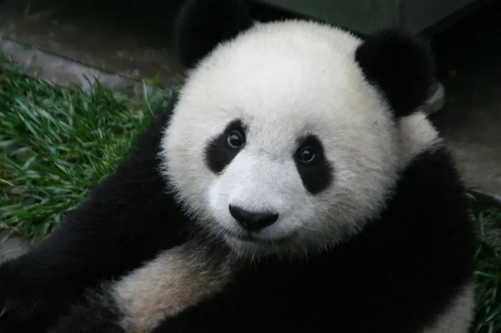 Bébé panda géant de six mois assis dans l'herbe, réserve de Wolong