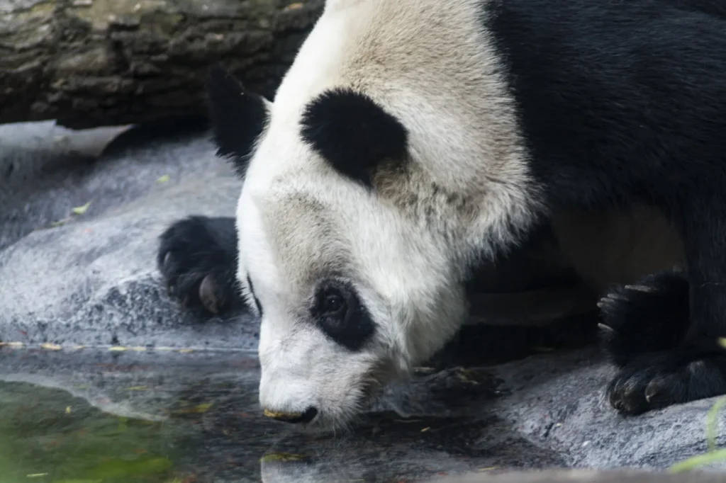 Panda géant Xin Xin buvant de l'eau dans son enclos