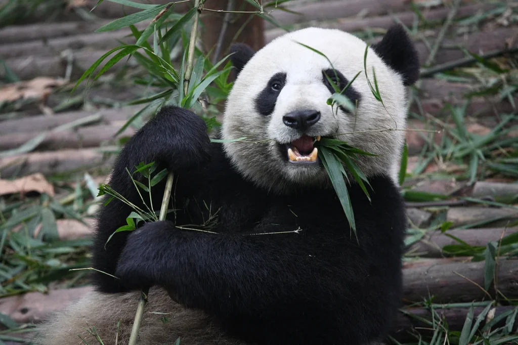 Panda géant assis en train de manger une tige de bambou