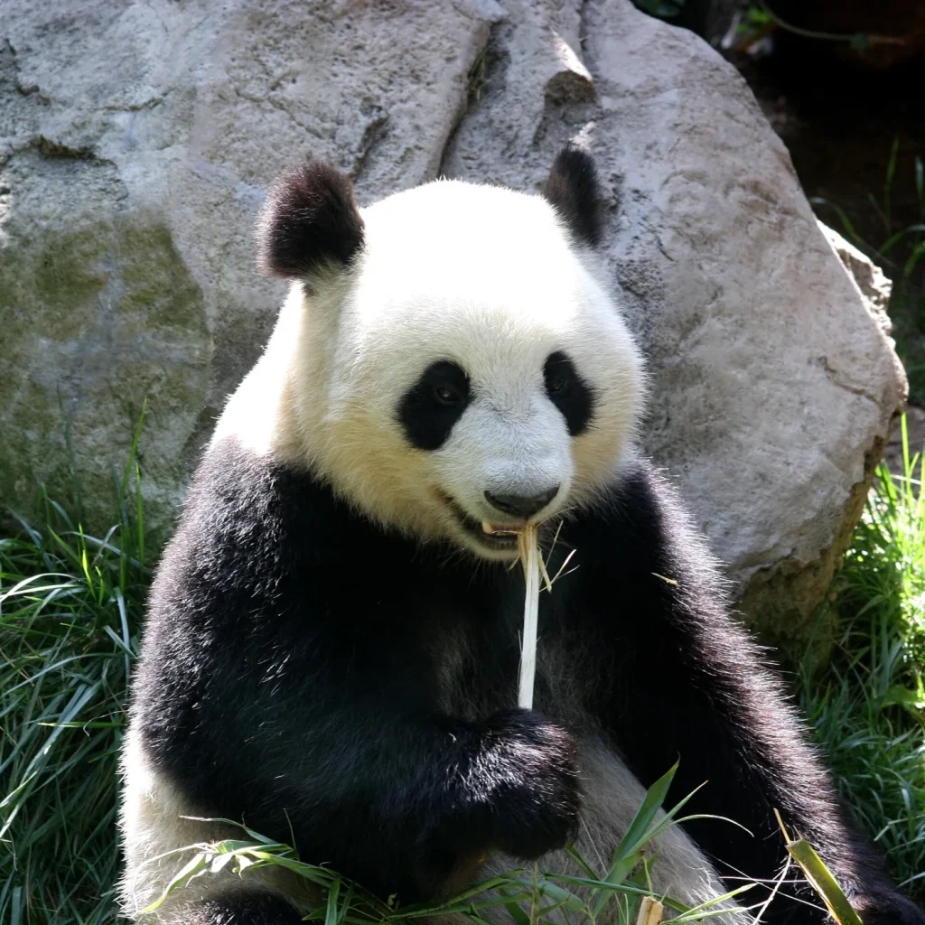 Panda géant mangeant des feuilles de bambou, zoo de San Diego