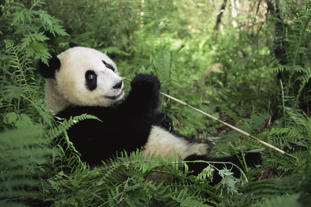 Panda géant de profil en train de manger du bambou