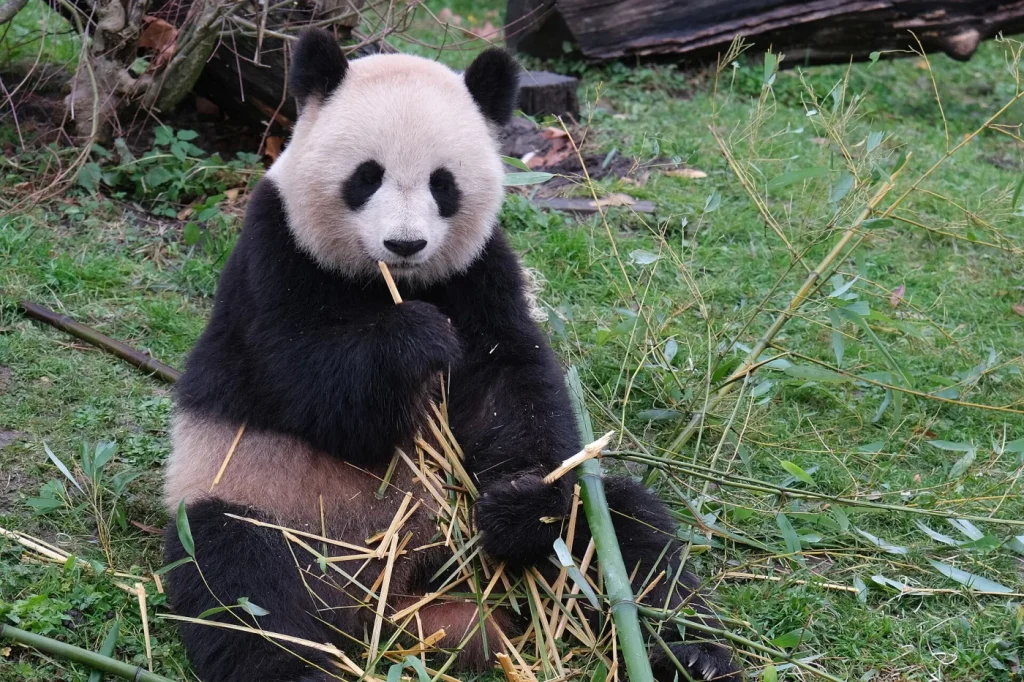 Panda géant mangeant du bambou au ZooParc de Beauval