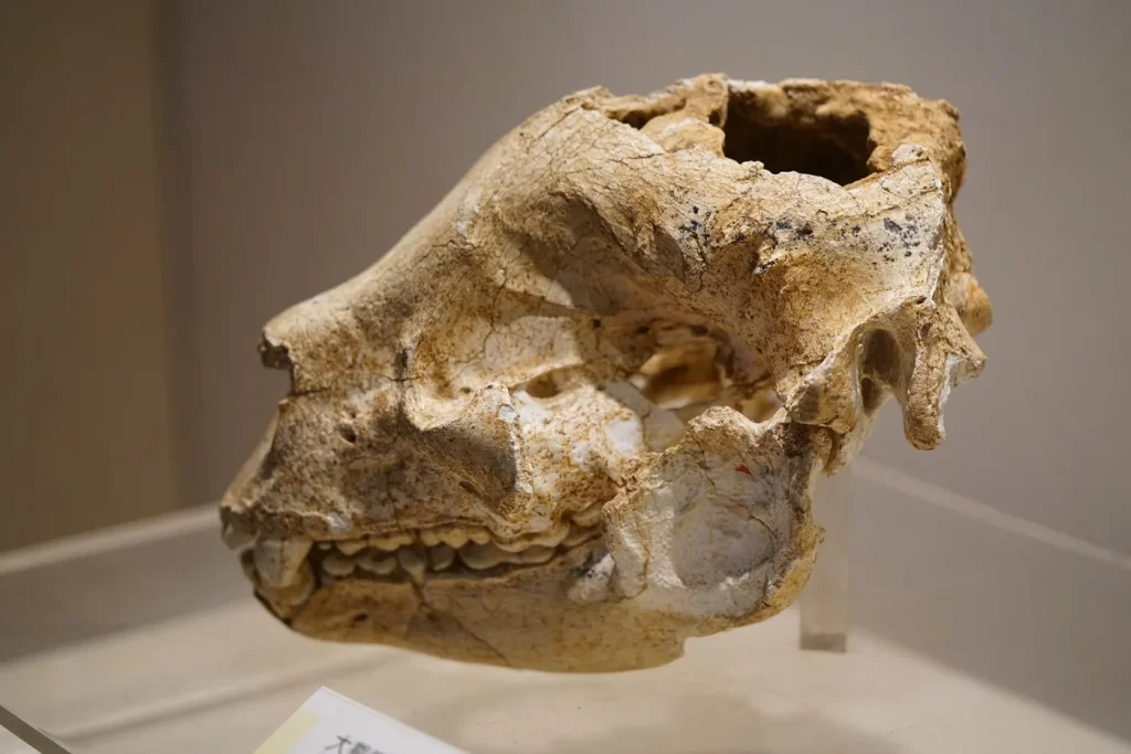 Crâne fossile de panda géant du Pléistocène