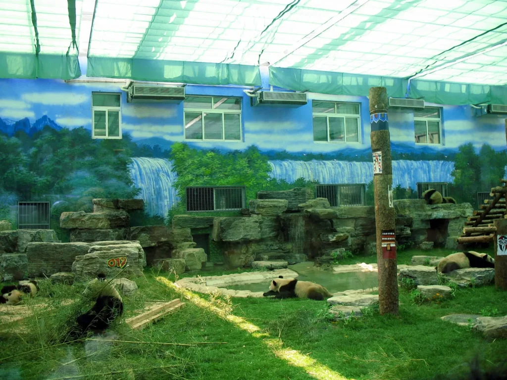 Huit jeunes pandas géants réunis dans un enclos
