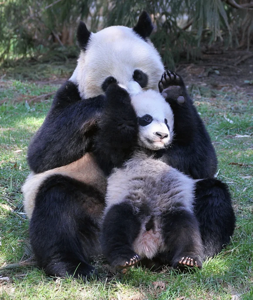 Mère panda jouant avec son petit de cinq mois