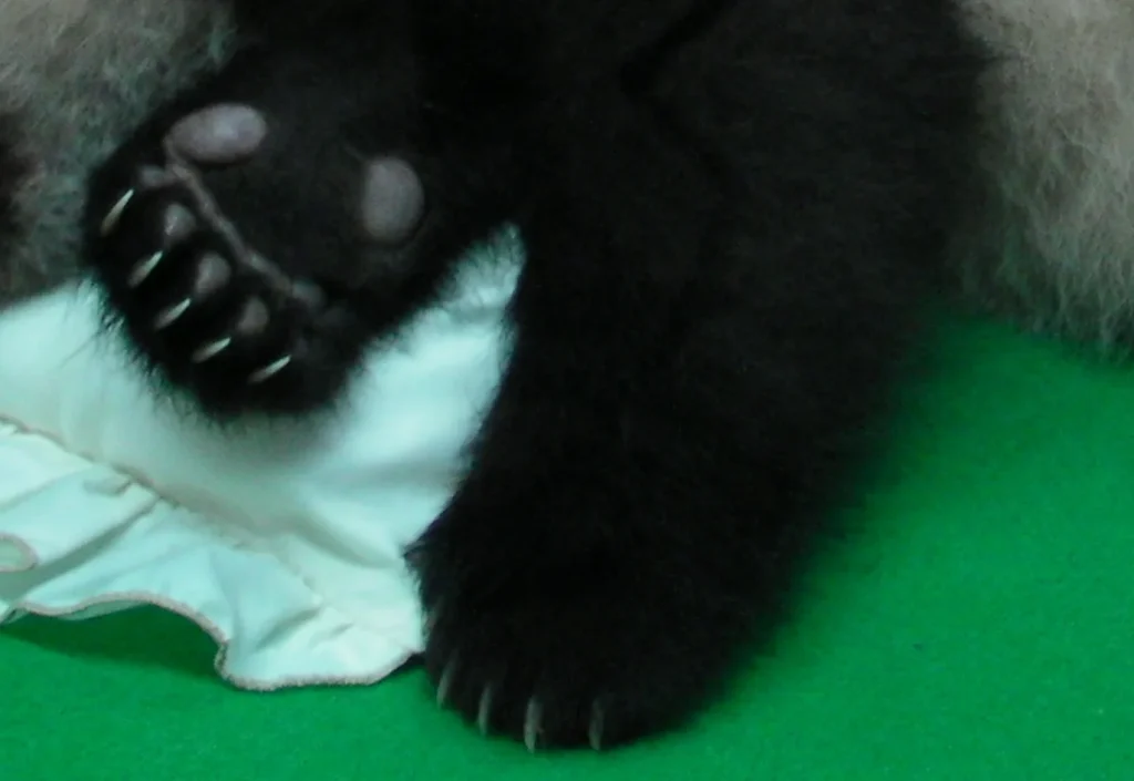 Patte avant d'un panda géant avec ses griffes