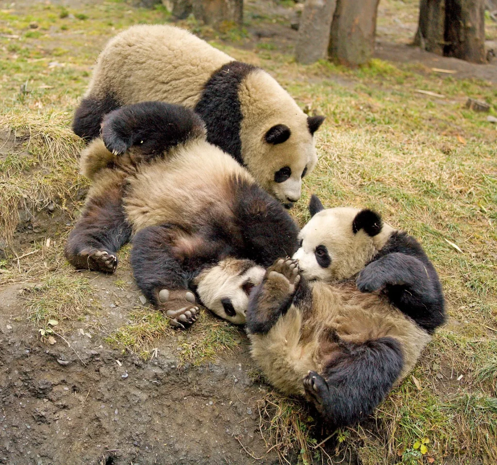 Deux jeunes pandas qui jouent et se chamaillent