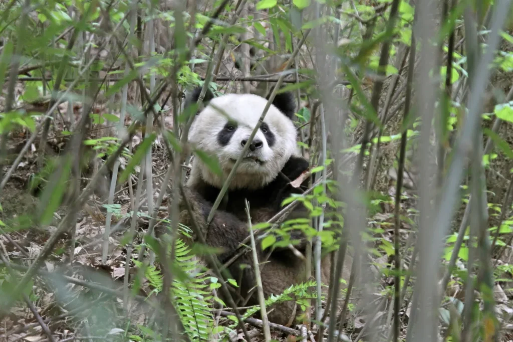 Panda géant des monts Qinling dans la végétation