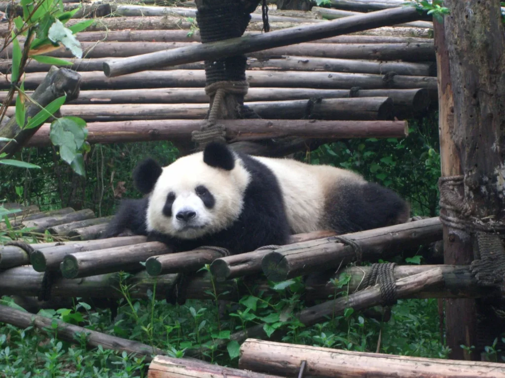 Panda géant allongé au repos, centre de recherche de Chengdu