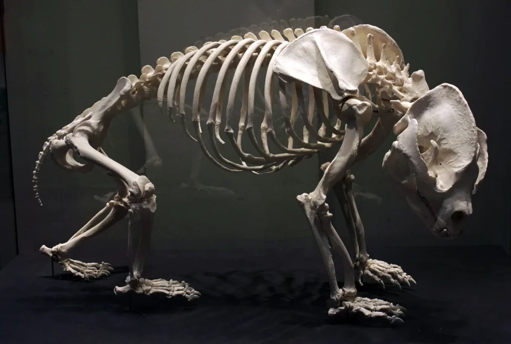 Squelette complet d'un panda géant exposé à Berlin
