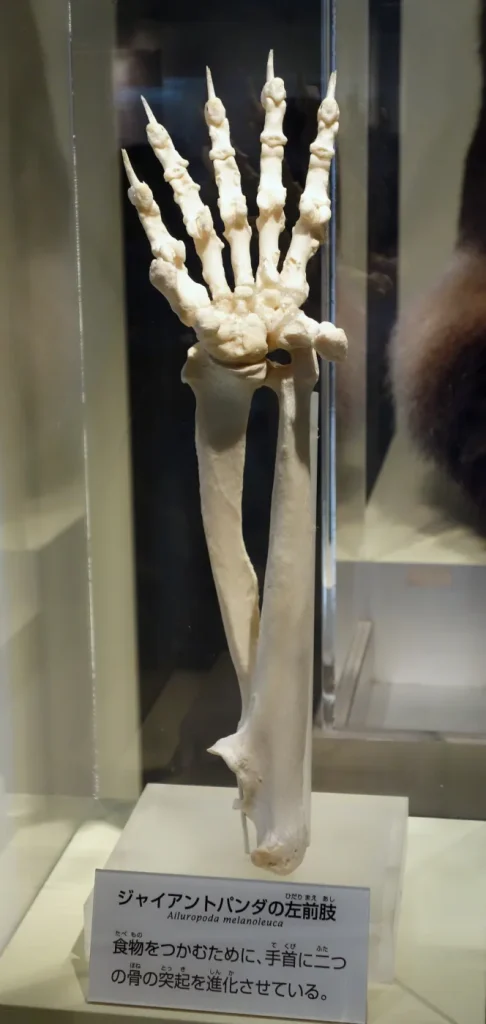 Squelette de la patte avant d'un panda géant avec le faux pouce