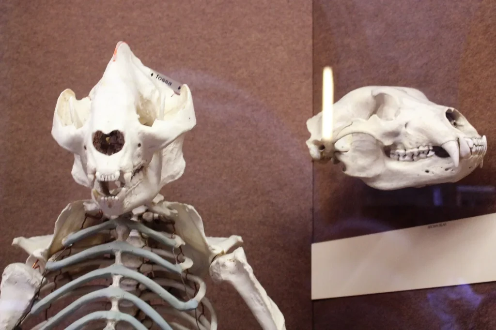 Squelette de panda géant à côté d'un crâne d'ours brun