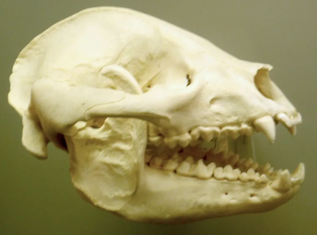 Crâne de panda géant exposé au musée Smithsonian