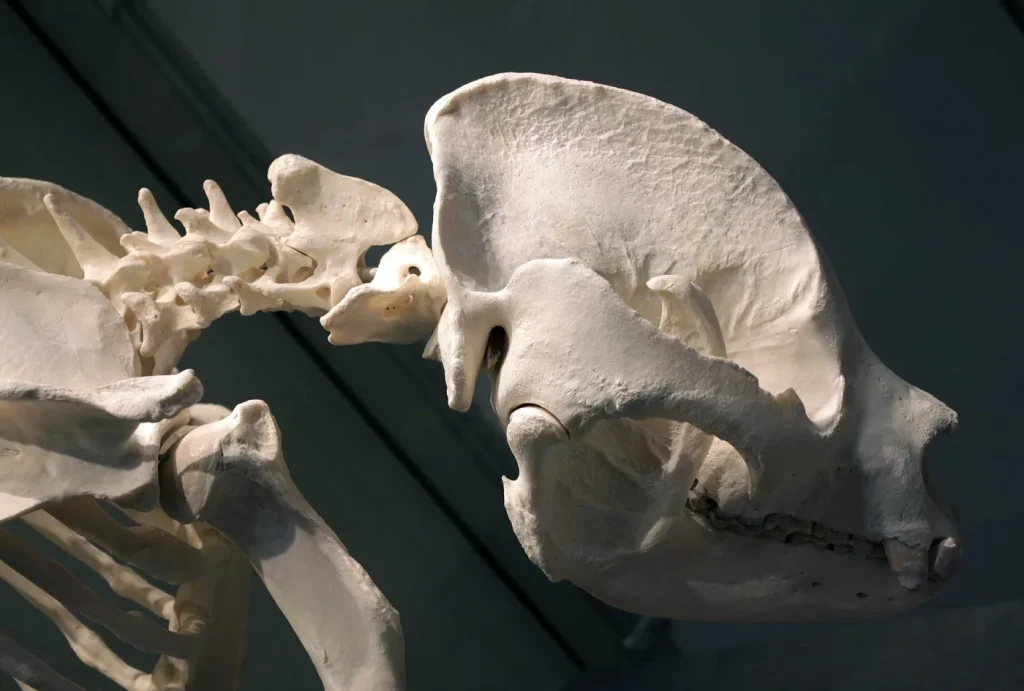 Crâne du panda Bao Bao, musée d'histoire naturelle de Berlin