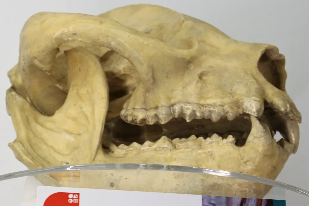 Crâne de panda géant, musée de zoologie de Cambridge