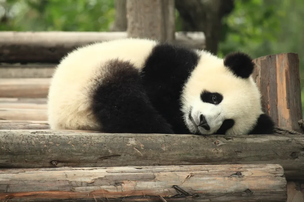 Panda géant endormi sur un banc de bois
