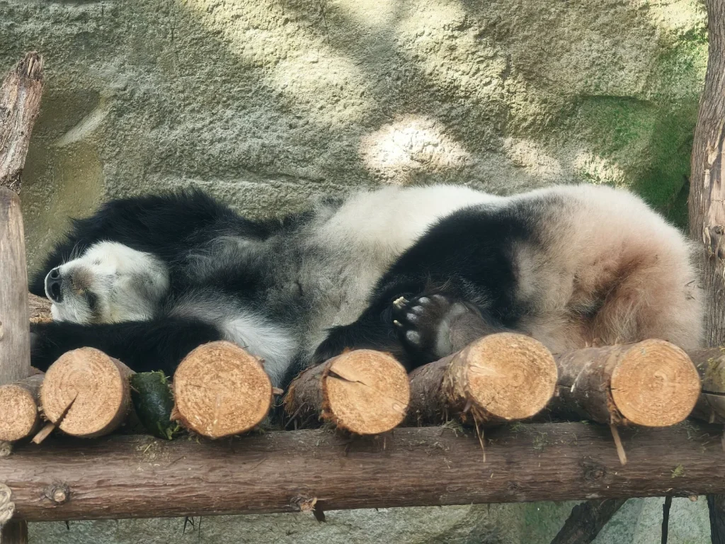 Panda géant qui dort roulé en boule à Chengdu