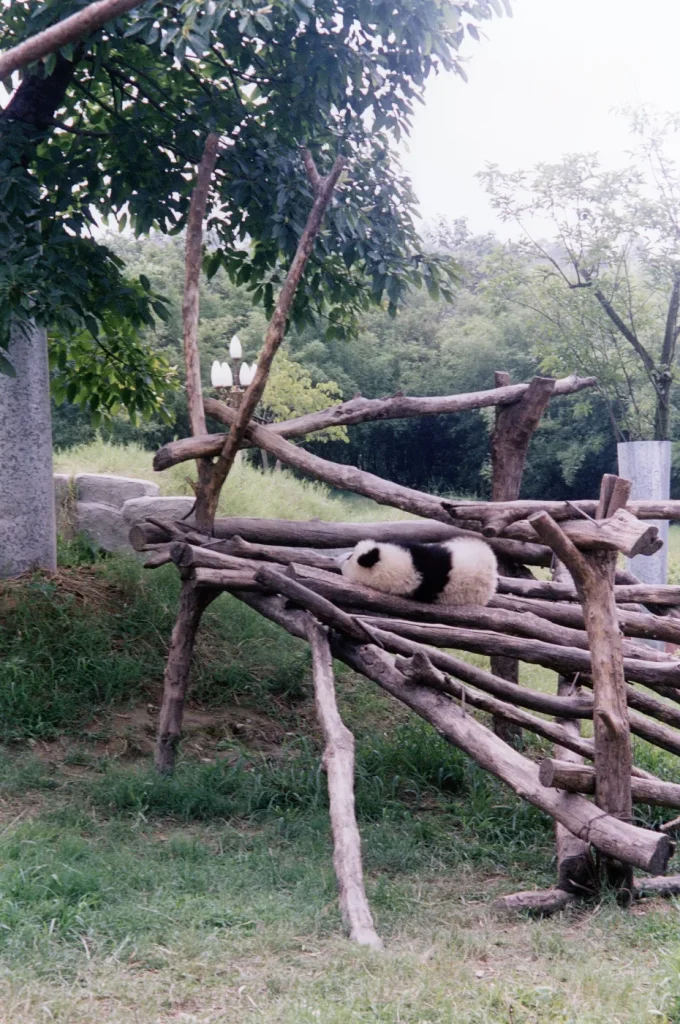 Panda géant dans la réserve naturelle de Wolong, Sichuan