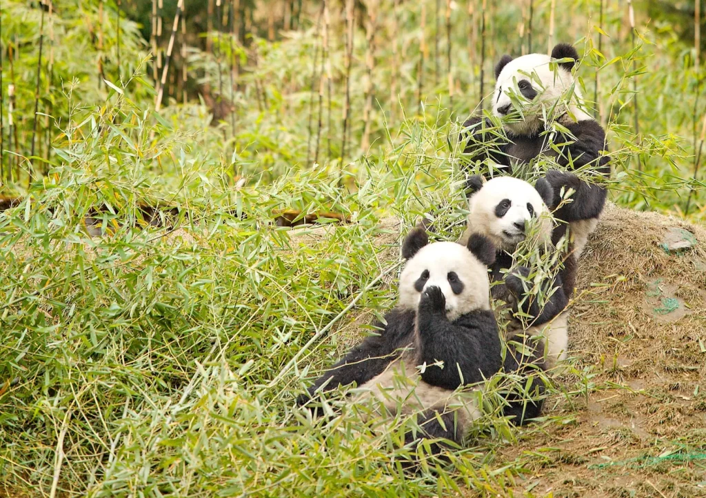 Plusieurs pandas géants mangeant ensemble à Wolong